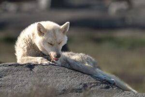 Beste Reisezeit für Spitzbergen » Der perfekte Zeitpunkt für ein Abenteuer